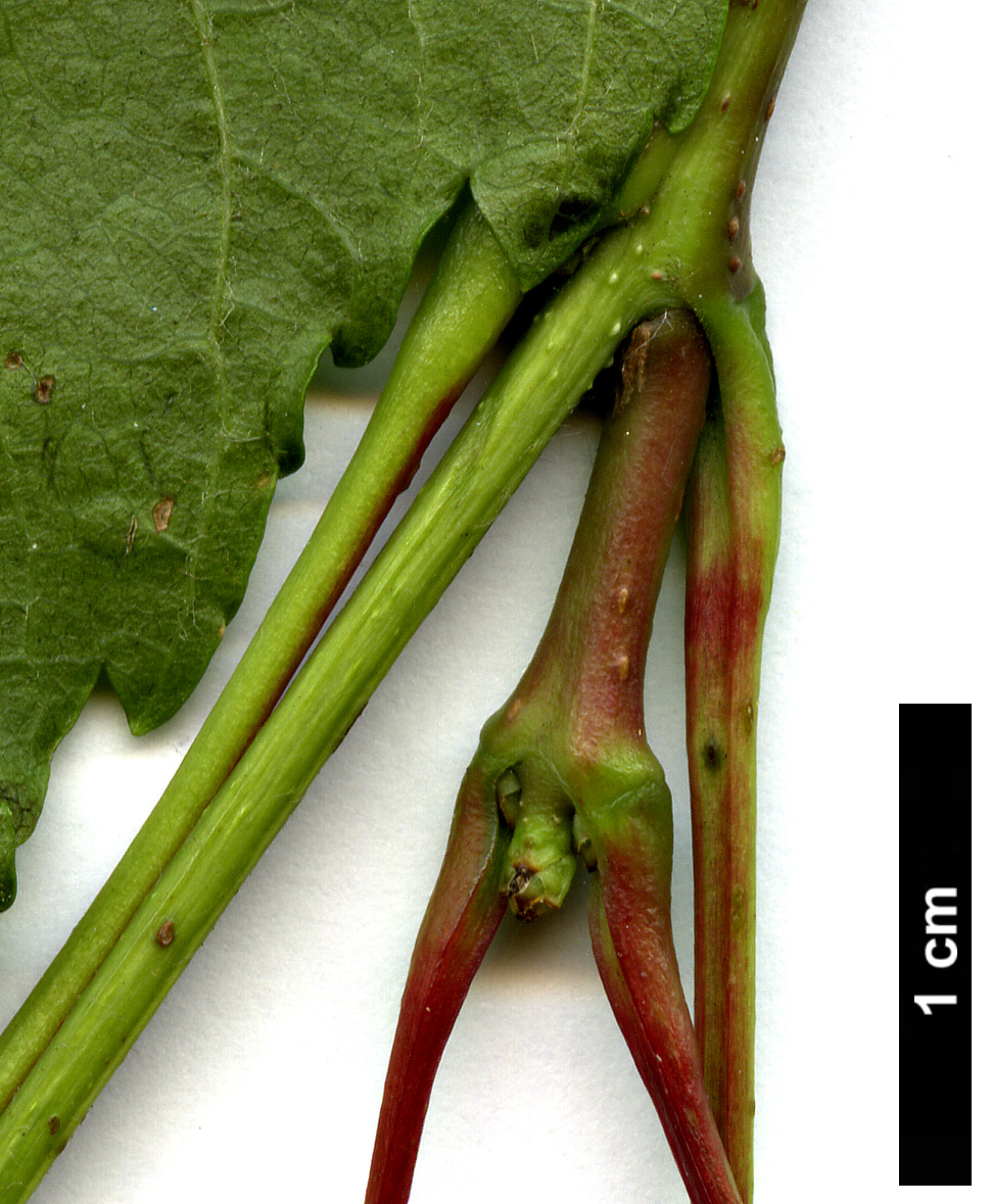 High resolution image: Family: Sapindaceae - Genus: Acer - Taxon: tataricum - SpeciesSub: subsp. ginnala